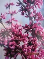 Produktbild: Hängender Judasbaum Covey - Cercis canadensis - 60-80cm
