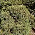 Produktbild: Igel Fichte 30-40cm - Picea abies
