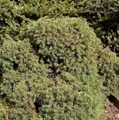 Produktbild: Igel Fichte 30-40cm - Picea abies