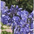 Produktbild: Schmucklilie Blue Umbrella - Agapanthus africanus