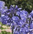 Produktbild: Schmucklilie Blue Umbrella - Agapanthus africanus