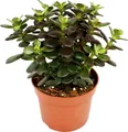 Produktbild: Crassula portulacea minor - Pfennigbaum - große Pflanze im 12cm