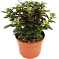 Produktbild: Exotenherz Crassula Portulacea Minor Pfennigbaum Große Pflanze im 12cm