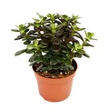 Produktbild: Exotenherz Crassula portulacea minor - Pfennigbaum - große Pflanze im 12cm
