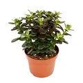 Produktbild: Exotenherz - Crassula portulacea minor - Pfennigbaum - große Pflanze im 12cm