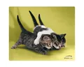 Produktbild: Speedlink Mauspad Mouse-Pad Maus-Pad Motiv Cats dünn 1,5mm, Katzen Babys, Maus Pad dünn, rutschfest, flach, Textil-Oberfläche