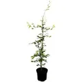 Produktbild: Fagus sylvatica 60-80 cm