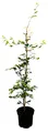 Produktbild: Fagus sylvatica 60–80 cm – Winterhart, Mehrjährig, Pflegeleicht – Rotbuche – Heckenpflanze für Garten & Sichtschutz