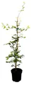 Produktbild: Pflanzen für Dich Baum Fagus sylvatica, 1 St., Rotbuche, Gemeine Buche, Europäische Buche, glänzend, herbstfärbung