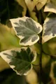 Produktbild: Hedera algeriensis 'Gloire de Marengo', Efeu, grün-weiß, 40–60 cm