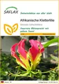 Produktbild: SAFLAX Blumensamen SAFLAX - Afrikanische Kletterlilie - 15 Samen - Gloriosa