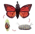 Produktbild: Folkmanis Handpuppen Handpuppe Folkmanis Handpuppe Metamorphose Schmetterling 3073 (Packung)