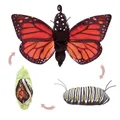 Produktbild: Folkmanis Handpuppe Metamorphose Schmetterling 3073
