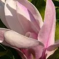 Produktbild: Magnolie soulangeana - Magnolia × soulangeana - 50-60 cm Topf - Beliebte Frühlingsmagnolie