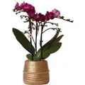 Produktbild: Kolibri Orchids Lila Phalaenopsis Orchidee Morelia & Groove Ziertopf Gold Topfgröße 9cm 40cm Hoch