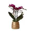 Produktbild: Lila Phalaenopsis Orchidee - Morelia + Groove Ziertopf gold 9cm - 40cm hoch