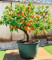 Produktbild: BALDUR-Garten Mini-Aprikosenbaum 'Orange Beauty', 1 Pflanze, Prunus armeniaca, winterhart, mehrjährig, pflegeleicht, selbstfruchtend, kleinbleibendes kompaktes Bäumchen für Balkon, Terrasse & Garten