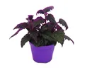 Produktbild: Exotenherz Zimmerpflanze Gynura Purple Passion Samtblatt Samtnessel lilafarbene Pflanze 9cm