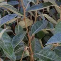 Produktbild: 2 x Wintergrüne Ölweide - Elaeagnus ebbingei | 40-60 cm in Container