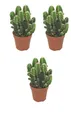 Produktbild: Felsenkaktus 3er Set Zimmerpflanze Kaktus