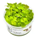 Produktbild: Phyllanthus fluitans 1-2-GROW! - Schwimmende Wolfsmilch