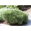 Produktbild: Pinus Mugo Pumilio Bergkiefer Kompakt 25–30 cm