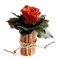 Produktbild: ROSEMARIE SCHULZ Heidelberg Blumengesteck mit Zimtbecher und 1 Rose konserviert haltbar 3 Jahre Rosengesteck/Blumengesteck/Bauernhaus/Blumen Dekoration (Orange)