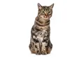 Produktbild: younikat Aufkleber Katzen-Aufkleber in verschiedenen Motiven