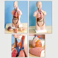Produktbild: Anatomie-Modell TORSO 52 cm Größe 2:1 Körpermodell Lernmodell Medizin Körper NEU
