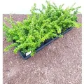 Produktbild: Lonicera nitida 'Maigrün' ca. 9x9 cm Topf