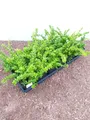 Produktbild: Pflanzen für Dich Bodendecker Lonicera nitida Maigrün, 1 St., Heckenmyrte, Immergrüne Heckenkirsche, kleinblättrig, schnittverträglich