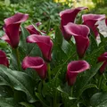 Produktbild: Calla Lilien Zwiebeln Winterhart Mehrjährig - Purple Passion (Lila) Zantedeschia - 5 große Blumenzwiebeln - Echte Pflanzen aus Holland - für Garten und Topf (kein Samen, nicht künstlich)