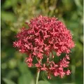 Produktbild: Spornblume Coccineus - Centranthus ruber