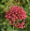 Produktbild: Spornblume Coccineus - Centranthus ruber - lebende Gartenpflanze aus den Baumschulen
