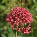 Produktbild: Spornblume Coccineus - Centranthus ruber