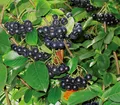 Produktbild: Dehner Apfelbeere Aronia Viking, insektenfreundlich, ca. 40-60 cm, 3 l Topf, Beerenstrauch