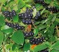 Produktbild: Dehner Zierstrauch Apfelbeere Aronia Viking, Selbstbefruchter, ca. 40-60 cm, 3 l Topf, insektenfreundlich, frosthart