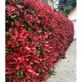 Produktbild: BALDUR Garten 1x immergrün Photinia-Hecke 'Red Robin', Pflanze im 9x9 cm-Topf, Glanzmispel winterhart, mehrjährig und schnellwachsend, Heckenpfla...