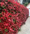 Produktbild: BALDUR Garten 1x immergrün Photinia-Hecke 'Red Robin', Pflanze im 9x9 cm-Topf, Glanzmispel winterhart, mehrjährig und schnellwachsend, Heckenpflanze, Photinia fraseri 'Red Robin', blühend