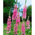 Produktbild: Lythrum Salicaria 'blush' P 1