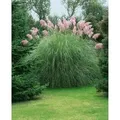 Produktbild: Cortaderia Selloana Rosea Pampasgras Rosa 3-5 Liter Container
