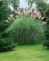 Produktbild: Pflanzen für Dich Gräser Cortaderia selloana Rosea, 1 St., Pampasgras, Rosa Pampasgras, rosa Blütenrispen, winterhart