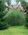 Produktbild: Cortaderia selloana 'Rosea', Pampasgras, rosa, 3-5 Liter Container