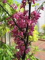 Produktbild: Cercis siliquastrum Bodnant - Judasbaum - Liebesbaum - Herzbaum 40-60cm
