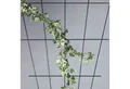 Produktbild: Siena Garden Spalier Rosenspalier V-Form weiß 150 x 75 cm