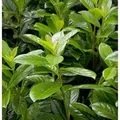 Produktbild: Kirschlorbeer Novita 80-100cm - Prunus,aurocerasus