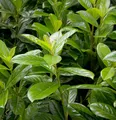 Produktbild: Kirschlorbeer Novita 80-100cm - Prunus laurocerasus