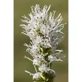 Produktbild: Liatris Spicata Alba Prachtscharte Ca. 9x9 cm Topf