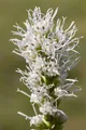 Produktbild: Liatris spicata 'Alba', Prachtscharte, weiß, ca. 9x9 cm Topf