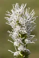 Produktbild: Liatris spicata 'Alba' 9x9 cm Topf – Winterhart, Mehrjährig, Pflegeleicht – Prachtscharte – Staude für Beet & Rabatte